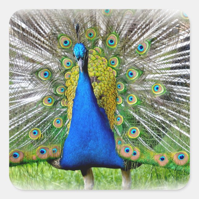 Peacock displaying tail feathers T-Shirt Square Sticker (Front)