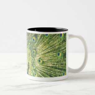 Peacock displaying Two-Tone coffee mug
