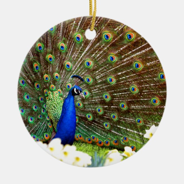 Peacock displays ceramic ornament (Front)