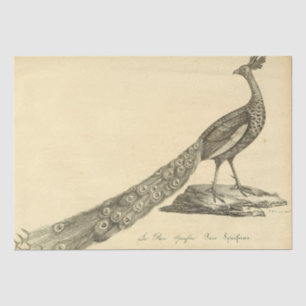 Peacock Ephemera Decoupage Tissue Paper