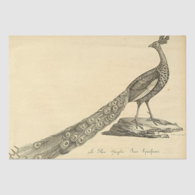 Peacock Ephemera Decoupage Tissue Paper (Front)