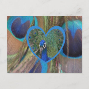 Peacock Face in Heart DIY Postcard