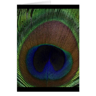 Peacock Feather
