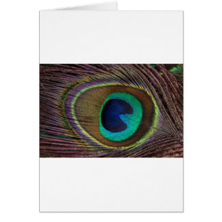 peacock feather