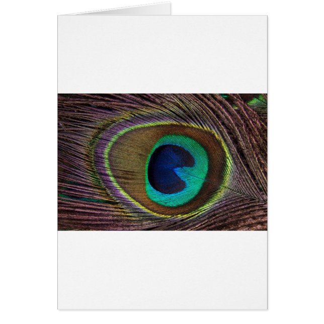 peacock feather (Front)