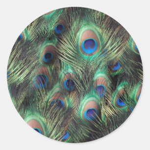 Peacock Feather Background Classic Round Sticker