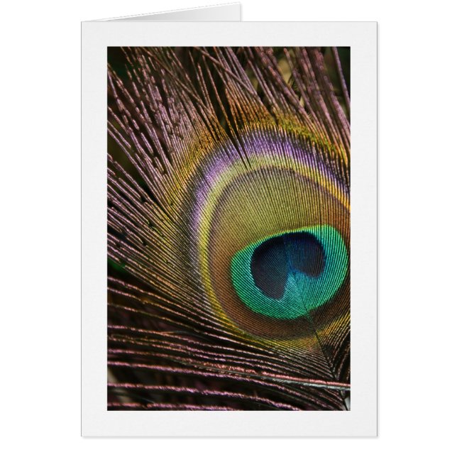 Peacock Feather Blank Card (Front)