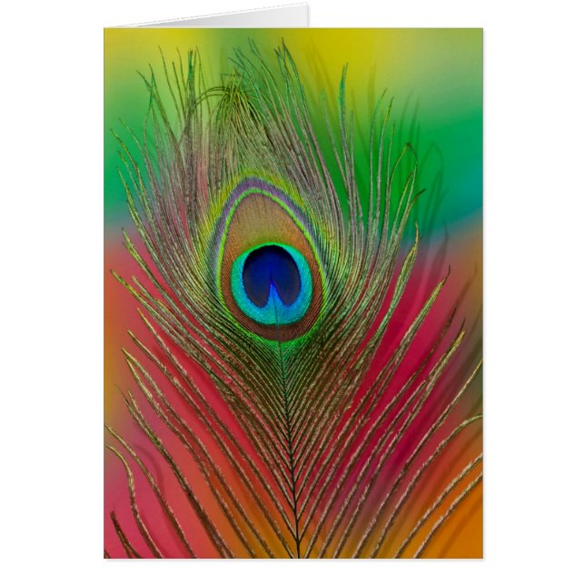 Peacock feather close-up (Front)