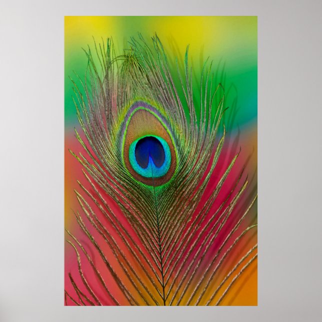 Peacock feather close-up poster (Front)