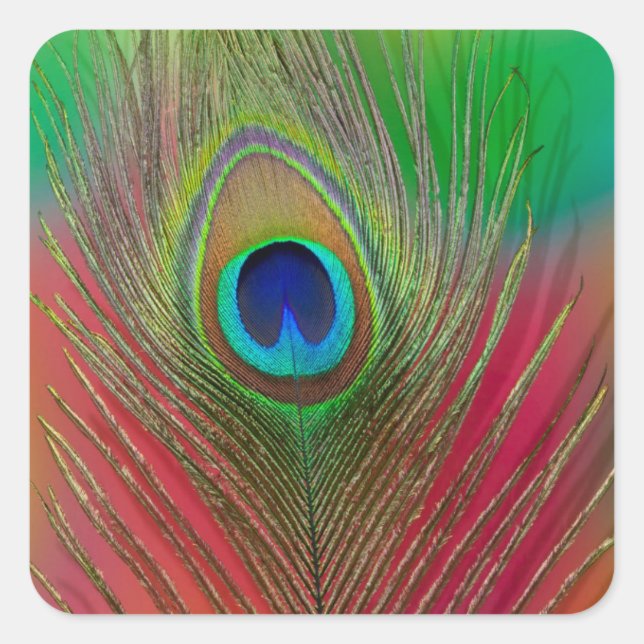 Peacock feather close-up square sticker (Front)