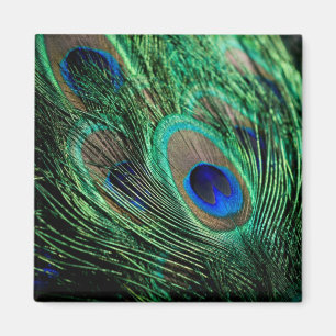 Peacock Feather Lucky Magnet