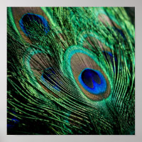 Peacock Feather Lucky