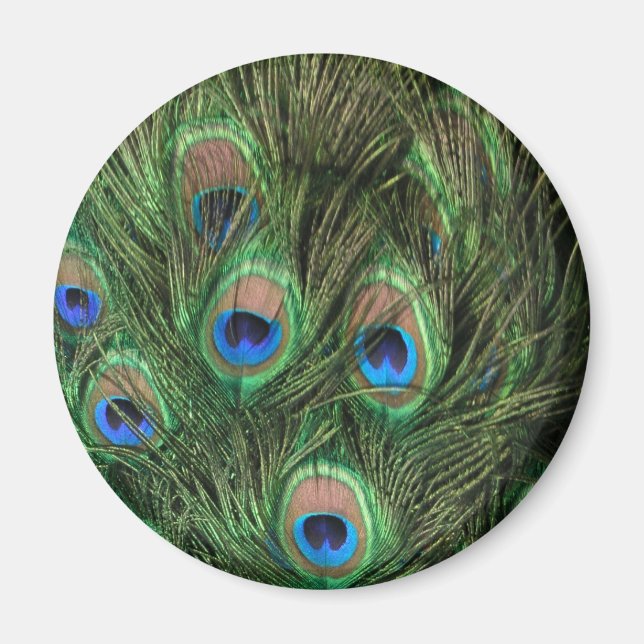 Peacock Feather Magnet (Front)