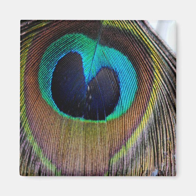 Peacock Feather Magnet (Front)