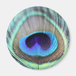 Peacock Feather Magnet