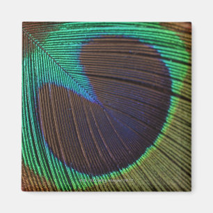 Peacock feather magnet