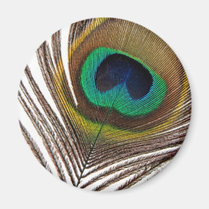 Peacock feather magnet