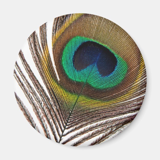 Peacock feather magnet (Front)