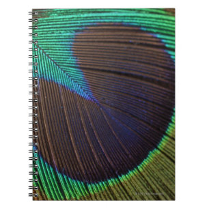 Peacock feather notebook