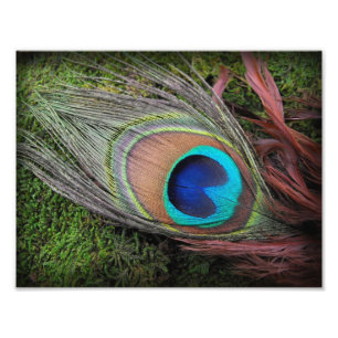 Peacock Feather on Green Moss Phototography Print