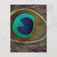 Peacock Feather On Right Side Close-Up