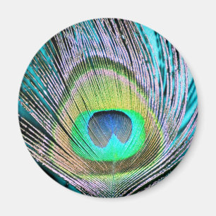 Peacock Feather on Turquoise Magnet