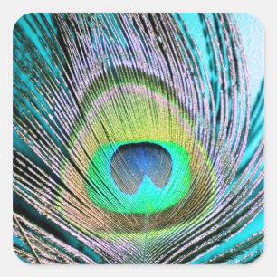 Peacock Feather on Turquoise Square Sticker