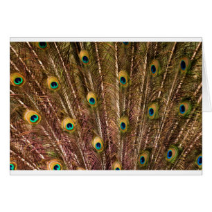 Peacock Feather Pattern