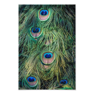 Peacock Feather Pattern Photo Print