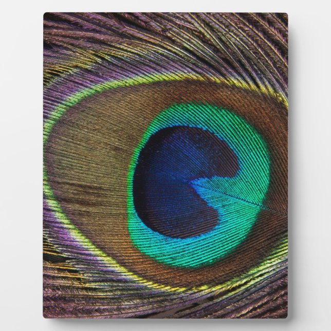 peacock feather plaque (Front)