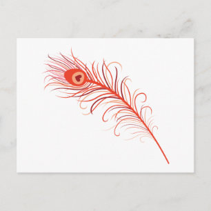 Peacock Feather Postcard