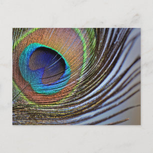 PEACOCK FEATHER POSTCARD
