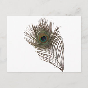 Peacock feather postcard