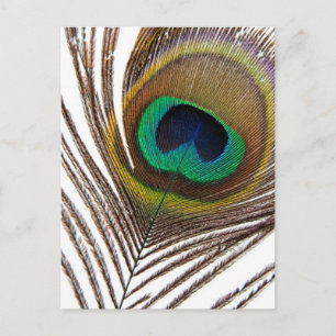 Peacock feather postcard