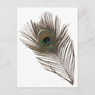 Peacock feather postcard