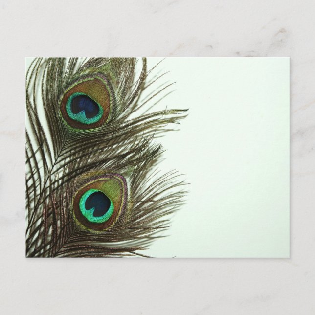 Peacock Feather Postcard (Front)