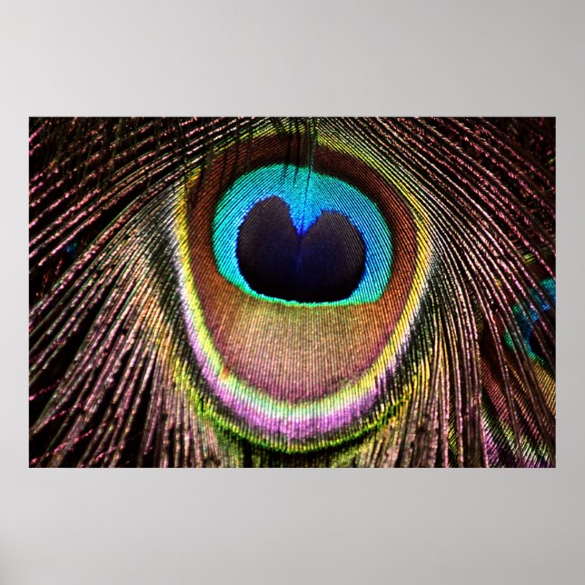Peacock Feather Poster (Front)