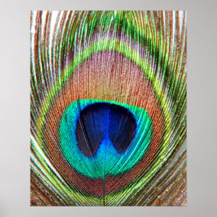 Peacock Feather Poster