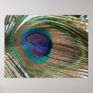 peacock feather poster
