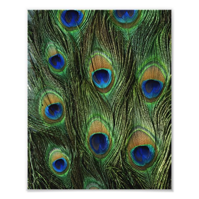 Peacock Feather Print (Front)