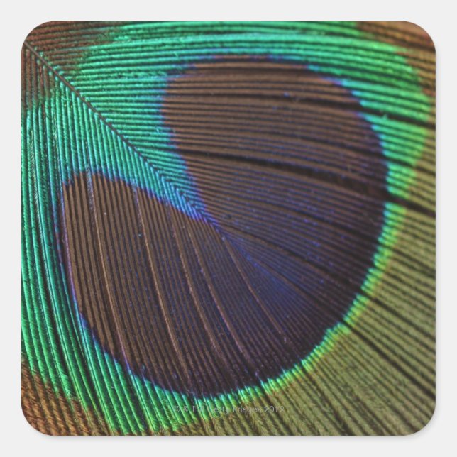 Peacock feather square sticker (Front)