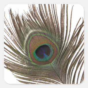 Peacock feather square sticker