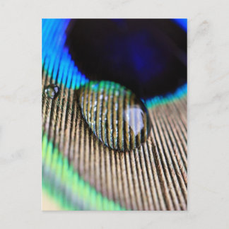 Peacock feather with water droplets postcard