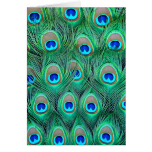 Peacock Feathers