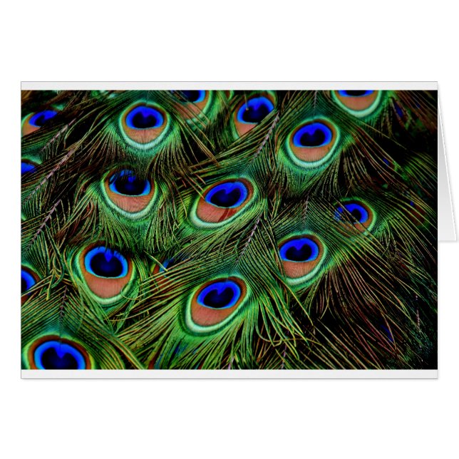 Peacock Feathers (Front Horizontal)