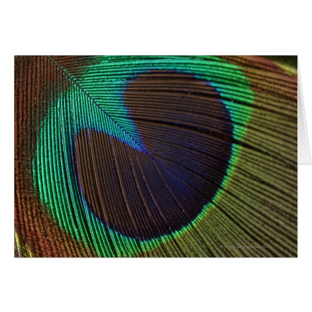 Peacock feathers 3 (Front Horizontal)