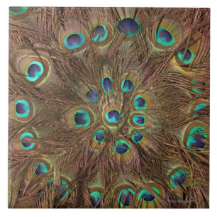 Peacock feathers ceramic tile