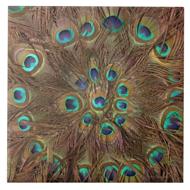 Peacock feathers ceramic tile (Front)