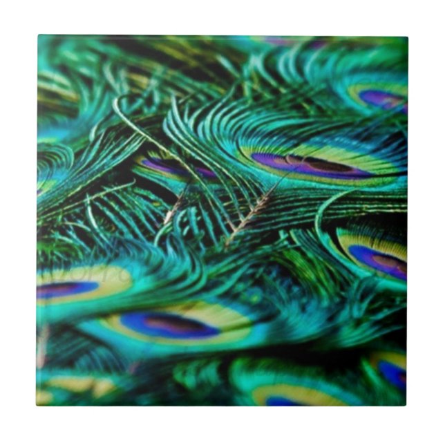 Peacock Feathers Ceramic Tile (Front)