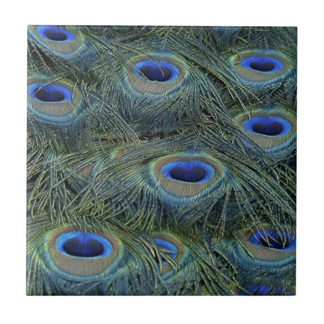 Peacock Feathers Ceramic Tile (Front)